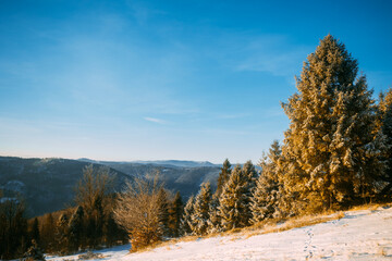 Background with winter mountains and trees covered snow