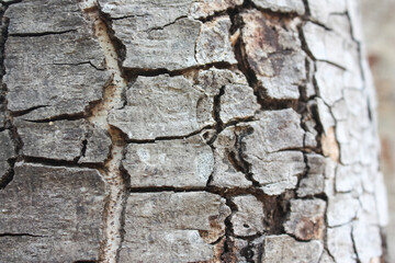 bark of a tree , texture of bark 