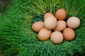 Closeup of chicken eggs lying in a nest of green grass