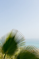 Green palm leaves against clear blue sky and sea water. Minimal nature background with copy space. Landscape wallpaper.