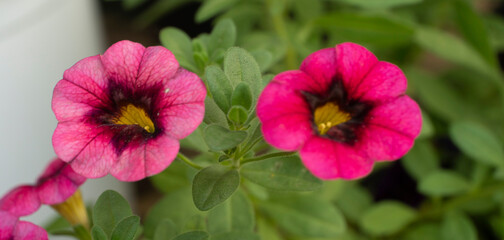 Calibrachoa is a genus of plants in the Solanaceae (nightshade) family. They are evergreen short-lived perennials and subshrubs with a sprawling habit, with small petunia-type flowers.