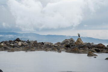 雨晴海岸に佇み鳥