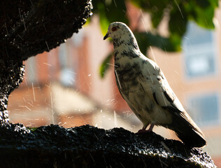 Las palomas son aves relativamente pequeñas y de cuerpo compacto. La cabeza es reducida y las patas, sin plumas, son cortas. Poseen un pico pequeño y ligeramente curvado hacia abajo, en cuya superfici