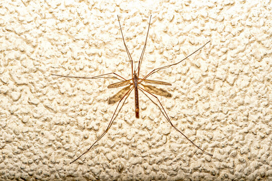 crane fly resting on textured wall close up macro of long legged insect in natural indoor environment