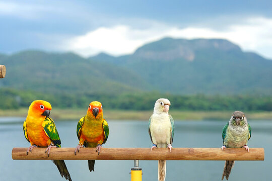 Green cheek small parrot of genus Pyrrhura sharp beak, sun conure (Aratinga solstitialis) 2 couple exotic pet adorable stand wood perch on sky mountain background, Native to South America (Amazon).