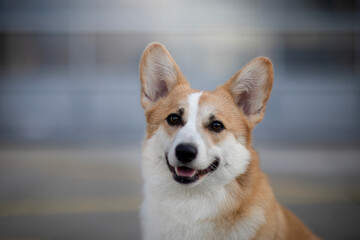 Cute Pembroke Welsh Corgi portrait of dog