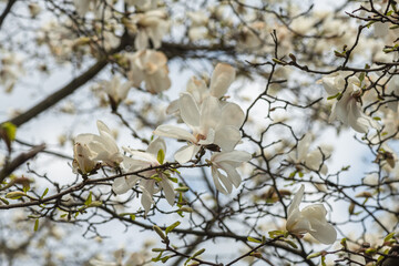 Nice magnolia tree flowers at spring sunny day, nature awakening