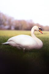 Swan sitting in a grass field.
Shot with Sony A7III.