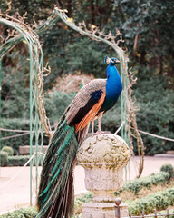 Peacock sitting on a column of an urban park