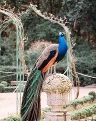 Foto op Plexiglas Peacock sitting on a column of an urban park © DANIELMANUEL