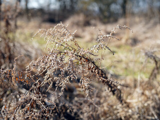 A dry plant that has fluff on it.