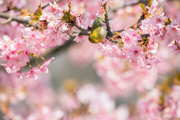 Japanese White-eye and Cerasus lannesiana Carriere at Shibuya, Tokyo, Japan