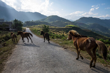 Fototapeta na wymiar Horses in the mountains in Sa pa, in the Lao Cai province in Northern Vietnam. Sa Pa is a town in the Hoàng Liên Son Mountains of northwestern Vietnam