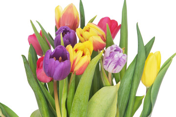 Colorful spring bouquet of tulips with green leaves isolated on white background