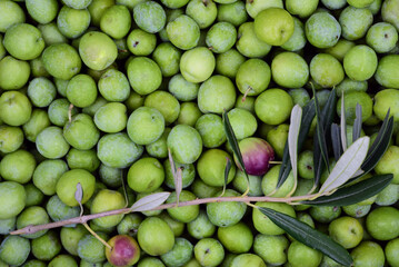 Background and texture of green freshly picked and still raw olives lying side by side. On the olives there is a small olive branch with already ripe and red olives.