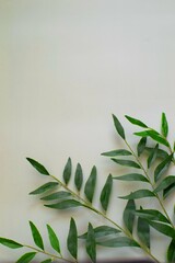 green branches of the plant on a pastel mint background. For presentations, layouts, postcards, copy space