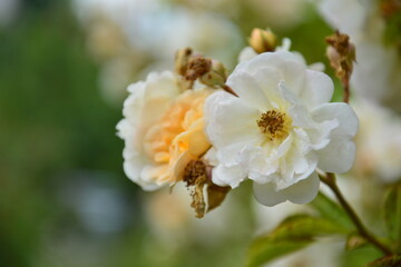 Weisse Rose Blüte