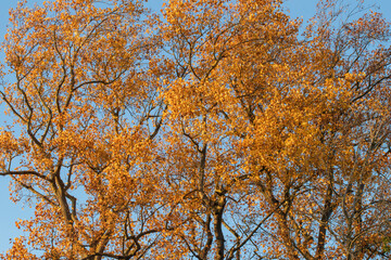 Golden autumn leaves against a blue sky