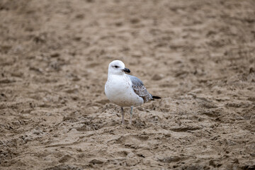 seagull on the beach