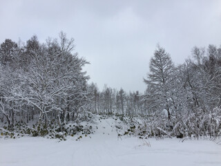 Snow covered trees in Japan Niseko.