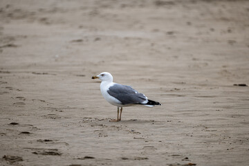 seagull on the beach
