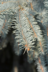 Colorado blue spruce