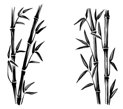 Bamboo sketches vector. Leaves and tree