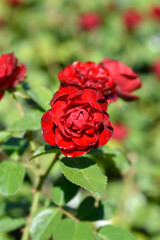 Floribunda rose Nina Weibull