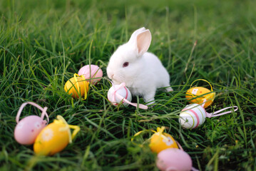 White Easter bunny collects yellow and pink eggs sitting on the grass. Happy Easter.