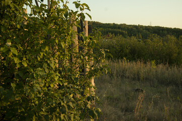 A wild apple tree with a wooden fence behind against the background of a deciduous summer forest and bushes at sunset