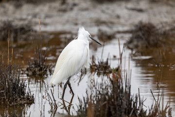 Little egret