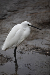 Little egret