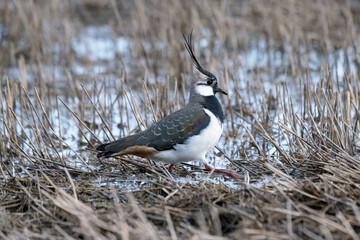 northern lapwing