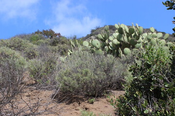 cactus plant or succulent plant