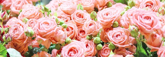 roses background, delicate pink roses close-up, flower background,
