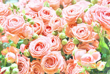 roses background, delicate pink roses close-up, flower background,