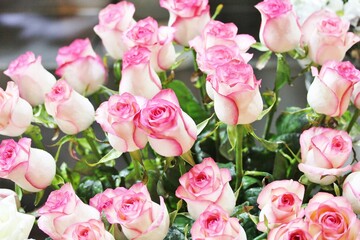 roses background, delicate pink roses close-up, flower background,