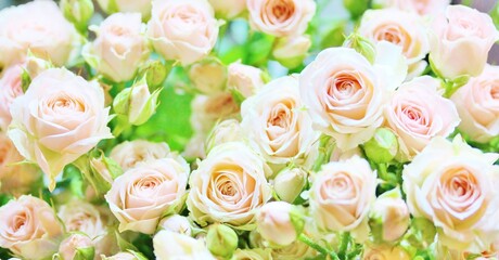 roses background, delicate pink roses close-up, flower background,