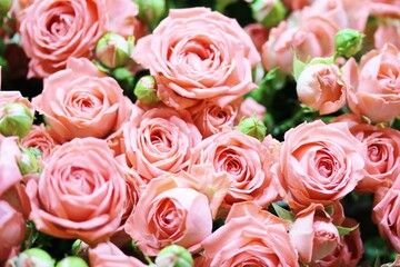 Obraz na płótnie Canvas roses background, delicate pink roses close-up, flower background,