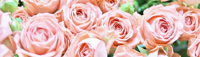 roses background, delicate pink roses close-up, flower background,