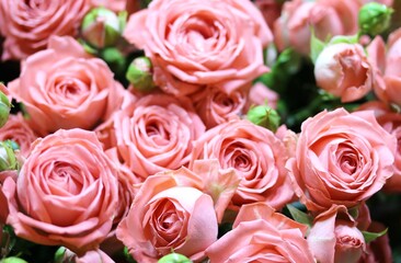 roses background, delicate pink roses close-up, flower background,