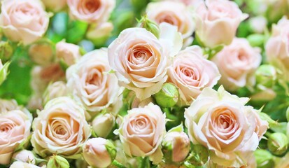 Obraz na płótnie Canvas roses background, delicate pink roses close-up, flower background,