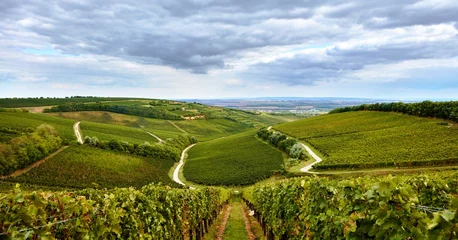 Fotobehang Vineyard landscape in Villany, Hungary. © a.dl