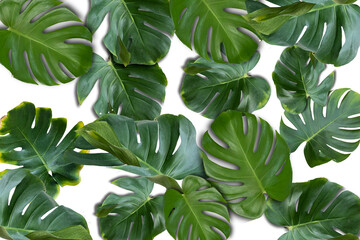 Tropical leafs pattern with isolated background