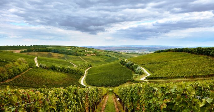 Vineyard landscape in Villany, Hungary.