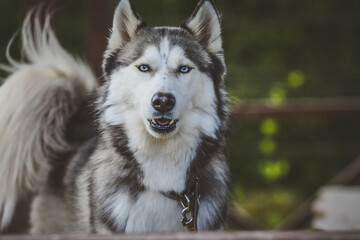 Young Siberian husky spending time outdoors on a nice summer day