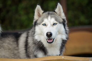 Young Siberian husky spending time outdoors on a nice summer day