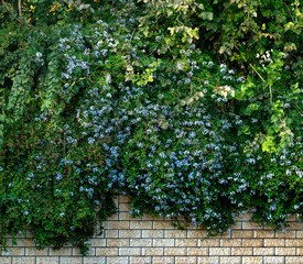 garden fence, hidden by lush thickets of climbing plants with blue flowers