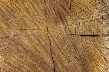 Fototapeta premium wood texture