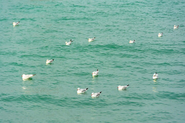Seagulls swim in a flock in the black sea.
